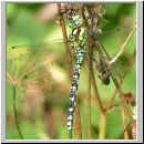 Aeshna cyanea - Blaugruene Mosaikjungfer m04.jpg